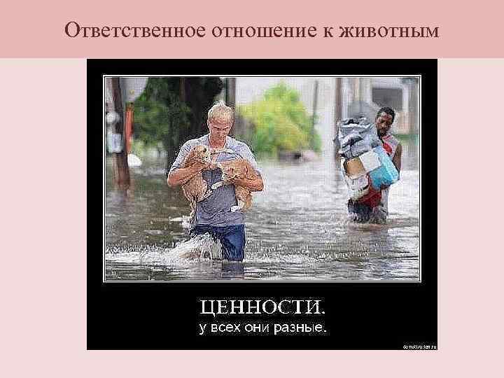 Ответственное отношение к животным 
