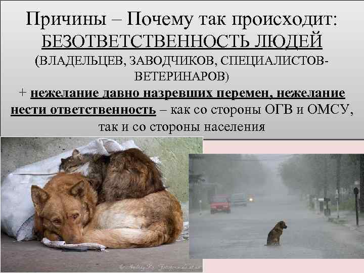 Причины – Почему так происходит: БЕЗОТВЕТСТВЕННОСТЬ ЛЮДЕЙ (ВЛАДЕЛЬЦЕВ, ЗАВОДЧИКОВ, СПЕЦИАЛИСТОВВЕТЕРИНАРОВ) + нежелание давно назревших