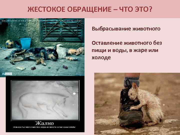 ЖЕСТОКОЕ ОБРАЩЕНИЕ – ЧТО ЭТО? Выбрасывание животного Оставление животного без пищи и воды, в
