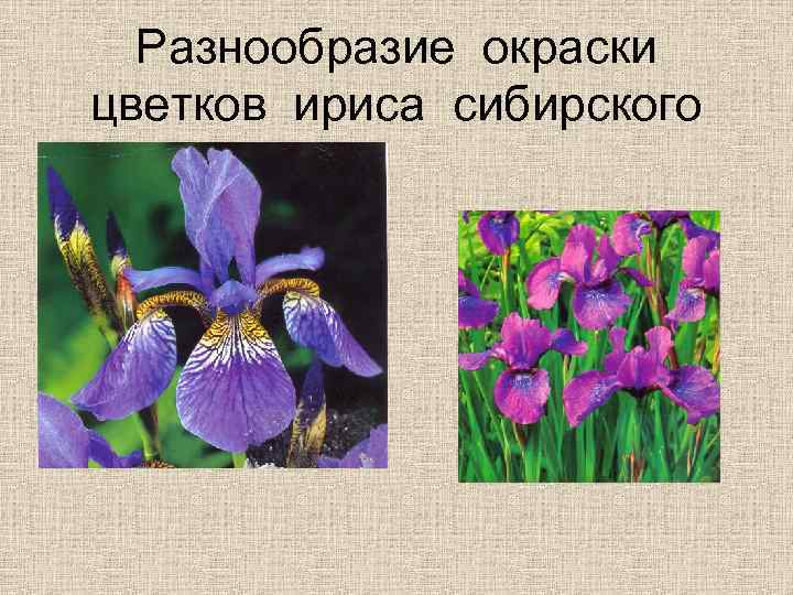 Разнообразие окраски цветков ириса сибирского 