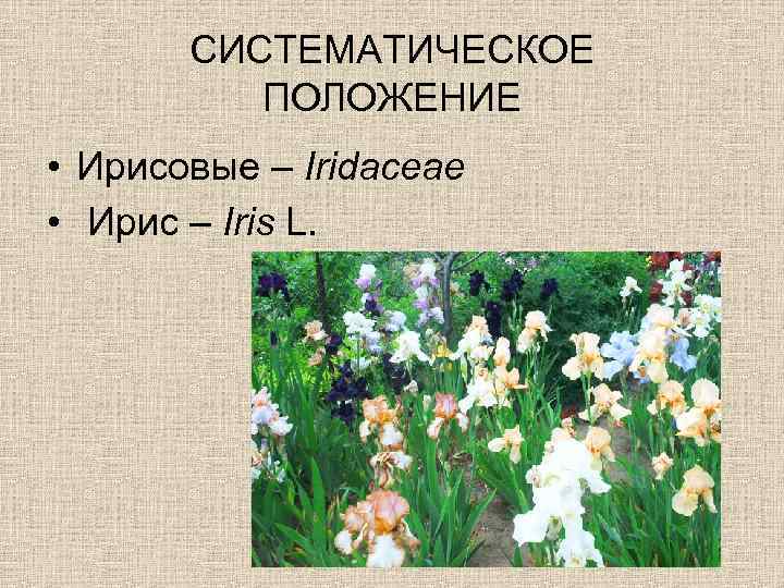 СИСТЕМАТИЧЕСКОЕ ПОЛОЖЕНИЕ • Ирисовые – Iridaceae • Ирис – Iris L. 