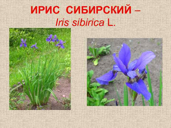 ИРИС СИБИРСКИЙ – Iris sibirica L. 