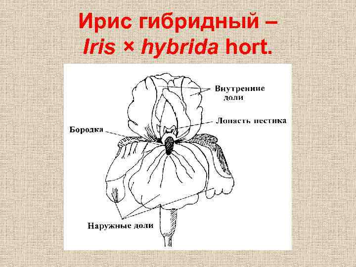 Ирис гибридный – Iris × hybrida hort. 