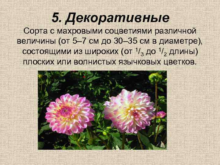 5. Декоративные Сорта с махровыми соцветиями различной величины (от 5– 7 см до 30–