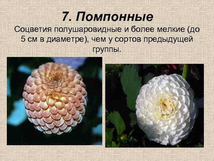 7. Помпонные Соцветия полушаровидные и более мелкие (до 5 см в диаметре), чем у