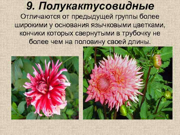 9. Полукактусовидные Отличаются от предыдущей группы более широкими у основания язычковыми цветками, кончики которых