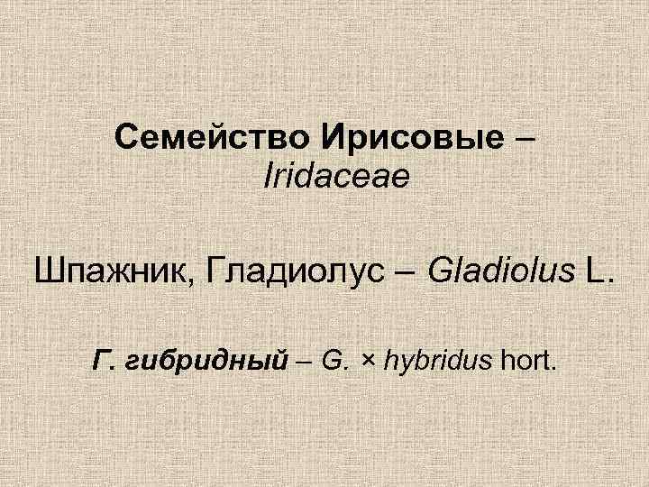 Семейство Ирисовые – Iridaceae Шпажник, Гладиолус – Gladiolus L. Г. гибридный – G. ×