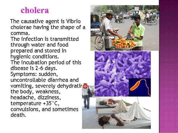 cholera The causative agent is Vibrio cholerae having the shape of a comma. The