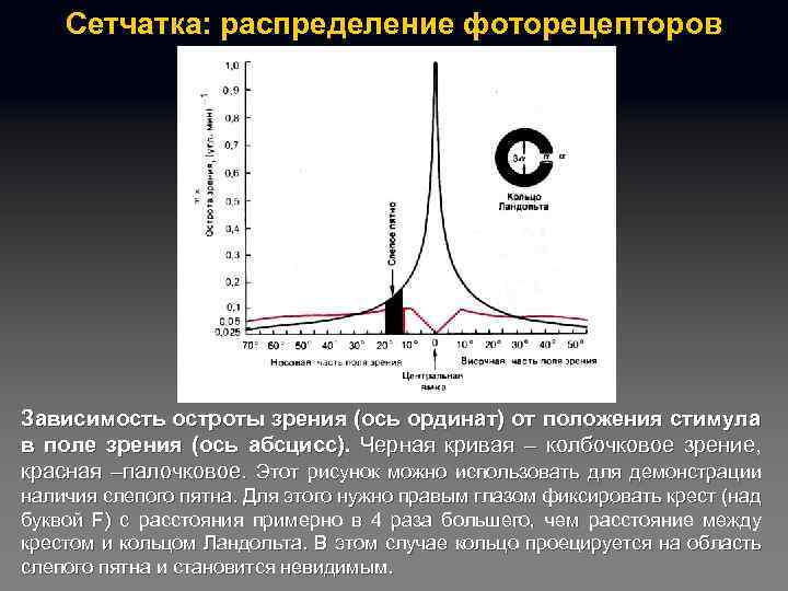 Сетчатка: распределение фоторецепторов Зависимость остроты зрения (ось ординат) от положения стимула в поле зрения