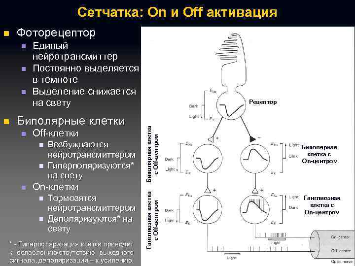 Сетчатка: On и Off активация Фоторецептор n n n Единый нейротрансмиттер Постоянно выделяется в