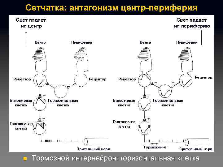 Сетчатка: антагонизм центр-периферия Свет падает на центр Центр Свет падает на периферию Периферия Рецептор