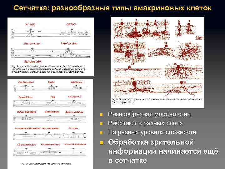 Сетчатка: разнообразные типы амакриновых клеток n n Разнообразная морфология Работают в разных слоях На