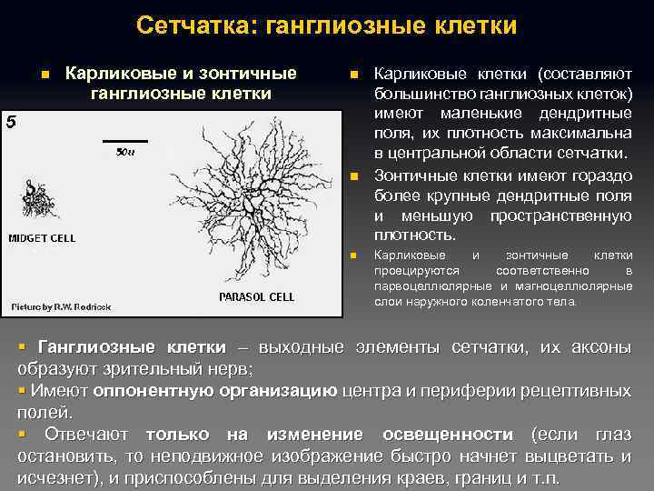 Сетчатка: ганглиозные клетки n Карликовые и зонтичные ганглиозные клетки n n n Карликовые клетки