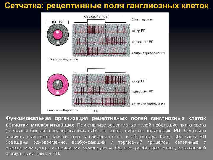 Сетчатка: рецептивные поля ганглиозных клеток Функциональная организация рецептивных полей ганглиозных клеток сетчатки млекопитающих. При