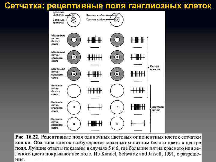 Сетчатка: рецептивные поля ганглиозных клеток 