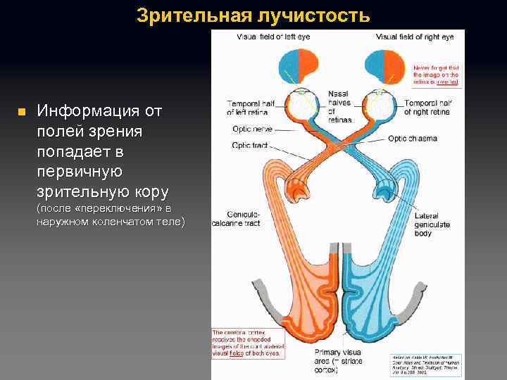 Зрительная лучистость n Информация от полей зрения попадает в первичную зрительную кору (после «переключения»
