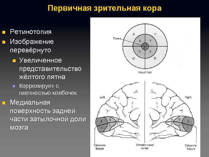 Первичная зрительная кора n n Ретинотопия Изображение перевёрнуто n Увеличенное представительство жёлтого пятна n