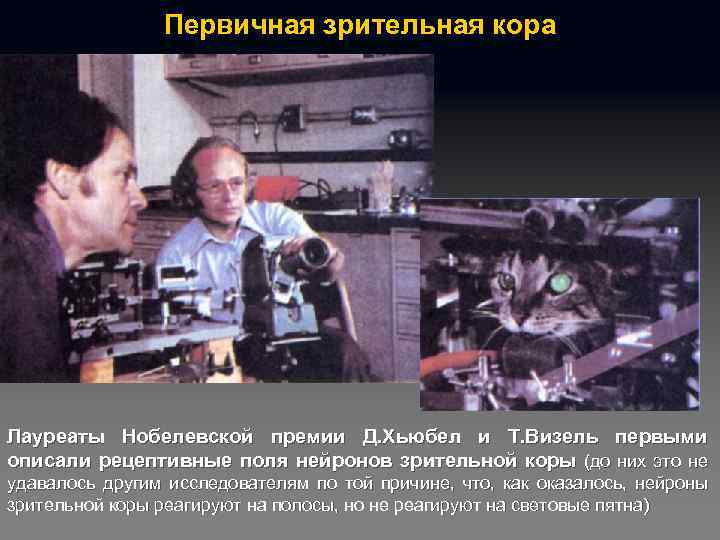 Первичная зрительная кора Лауреаты Нобелевской премии Д. Хьюбел и Т. Визель первыми описали рецептивные