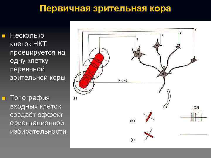 Первичная зрительная кора n Несколько клеток НКТ проецируется на одну клетку первичной зрительной коры