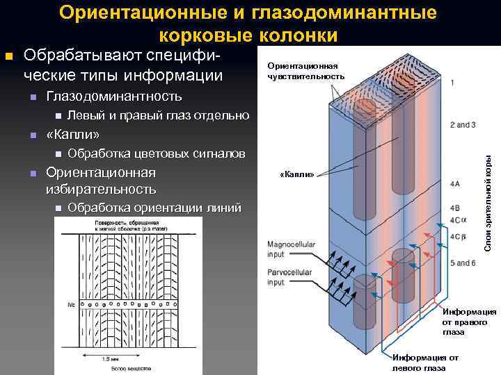 Ориентационные и глазодоминантные корковые колонки Обрабатывают специфические типы информации n Глазодоминантность n n Левый