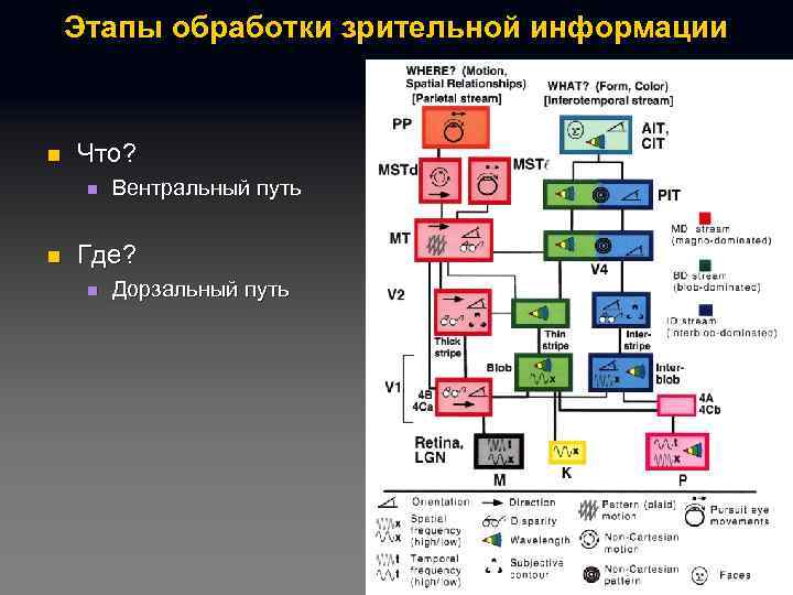 Этапы обработки зрительной информации n Что? n n Вентральный путь Где? n Дорзальный путь
