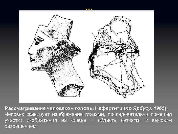 … Рассматривание человеком головы Нефертити (по Ярбусу, 1965): Человек сканирует изображение глазами, последовательно помещая