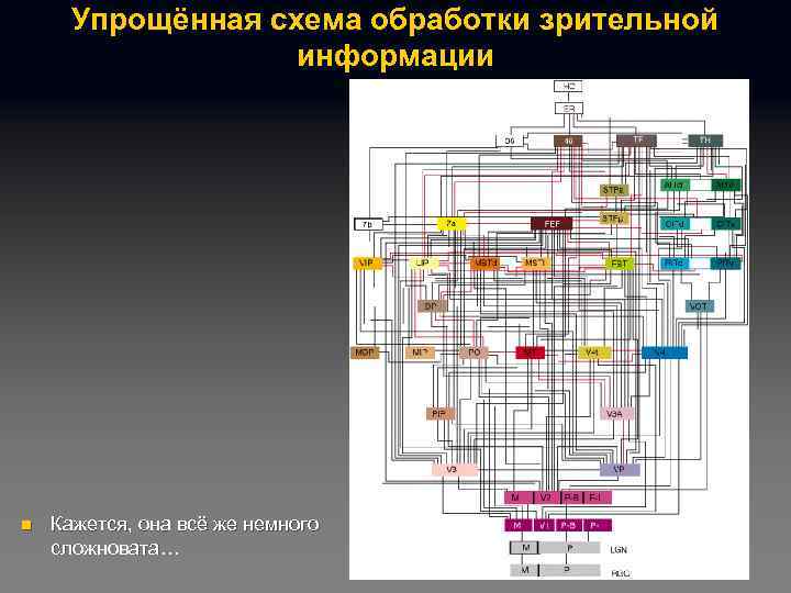 Упрощённая схема обработки зрительной информации n Кажется, она всё же немного сложновата… 