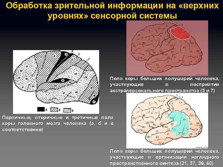 Обработка зрительной информации на «верхних уровнях» сенсорной системы Поля коры больших полушарий человека, участвующие