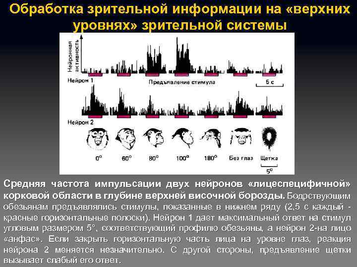 Обработка зрительной информации на «верхних уровнях» зрительной системы Средняя частота импульсации двух нейронов «лицеспецифичной»