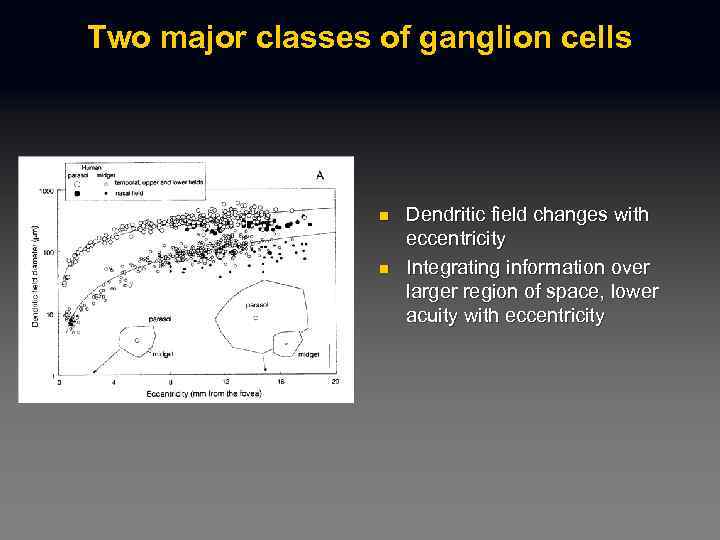 Two major classes of ganglion cells n n Dendritic field changes with eccentricity Integrating