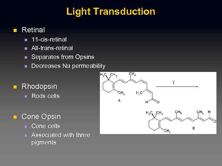 Light Transduction n Retinal n n n Rhodopsin n n 11 -cis-retinal All-trans-retinal Separates