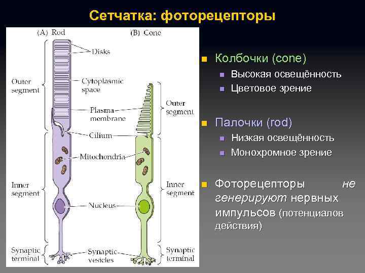 Сетчатка: фоторецепторы n Колбочки (cone) n n n Палочки (rod) n n n Высокая