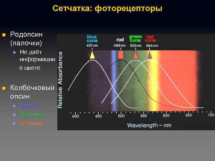 Сетчатка: фоторецепторы n Родопсин (палочки) n n Не даёт информации о цвете Колбочковый опсин