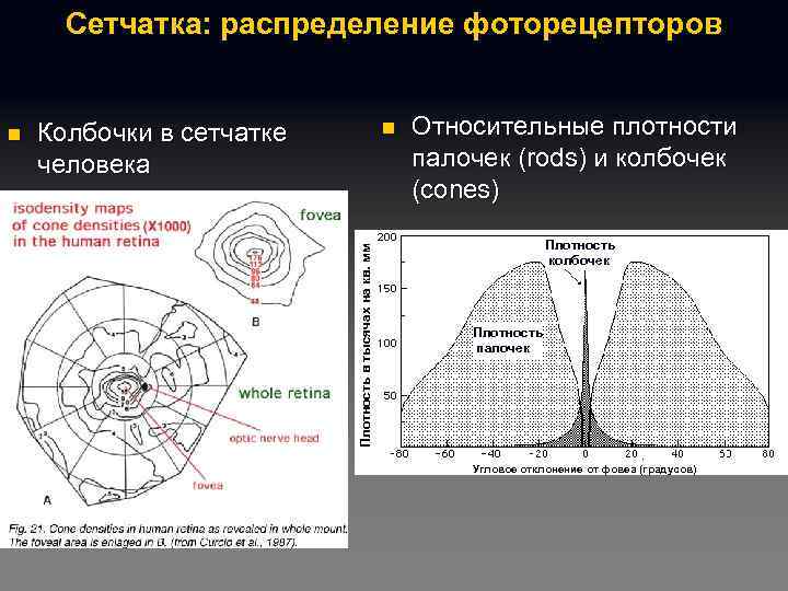 Сетчатка: распределение фоторецепторов Колбочки в сетчатке человека n Плотность в тысячах на кв. мм