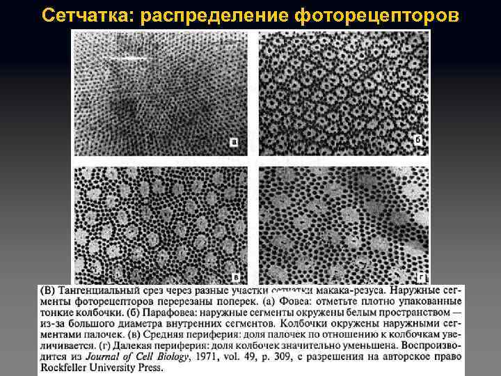 Сетчатка: распределение фоторецепторов 