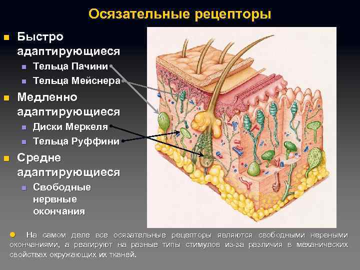 Осязательные рецепторы n Быстро адаптирующиеся n n n Медленно адаптирующиеся n n n Тельца