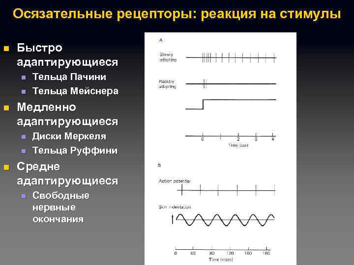 Осязательные рецепторы: реакция на стимулы n Быстро адаптирующиеся n n n Медленно адаптирующиеся n