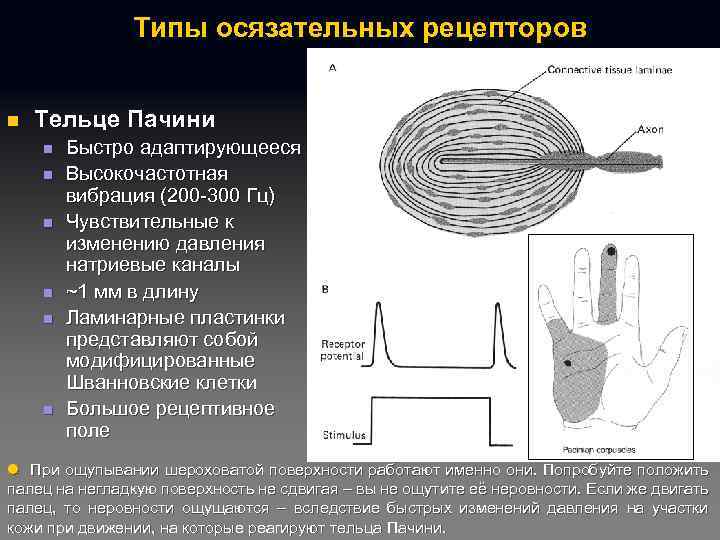 Типы осязательных рецепторов n Тельце Пачини n n n Быстро адаптирующееся Высокочастотная вибрация (200