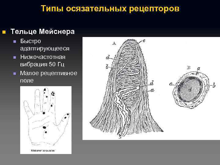 Типы осязательных рецепторов n Тельце Мейснера n n n Быстро адаптирующееся Низкочастотная вибрация 50