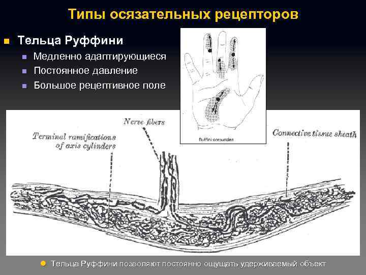 Типы осязательных рецепторов n Тельца Руффини n n n Медленно адаптирующиеся Постоянное давление Большое