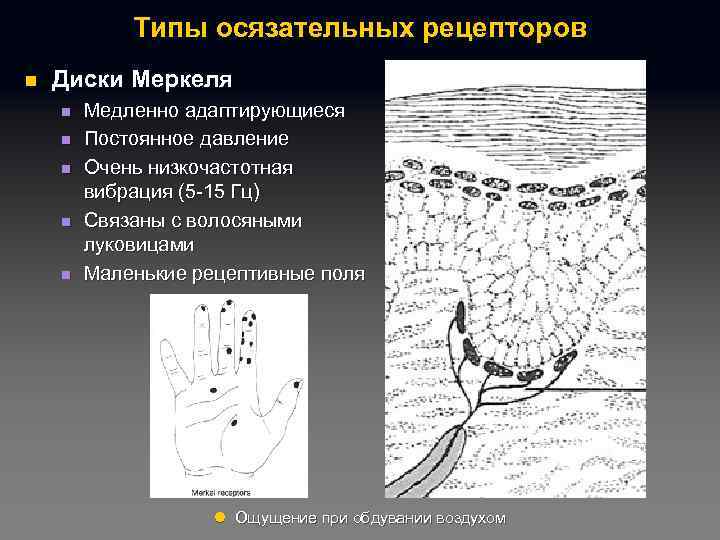 Типы осязательных рецепторов n Диски Меркеля n n n Медленно адаптирующиеся Постоянное давление Очень