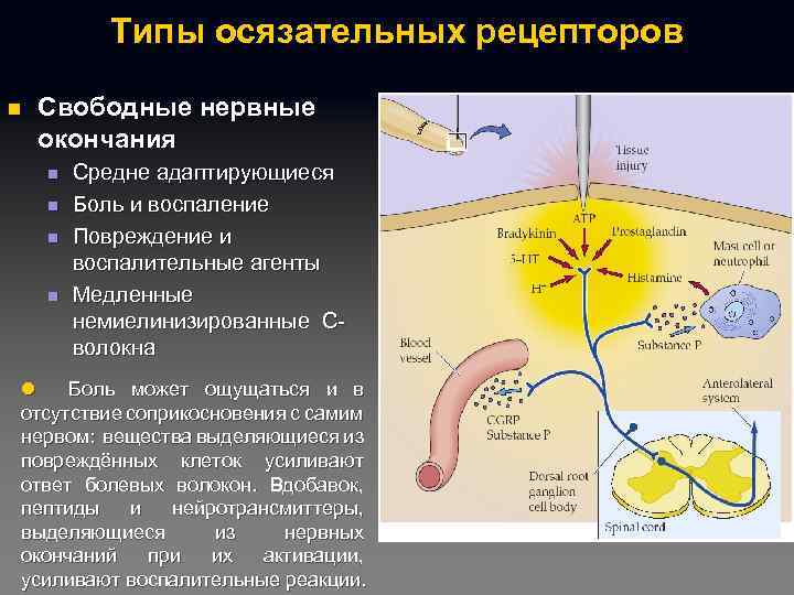 Типы осязательных рецепторов n Свободные нервные окончания n n Средне адаптирующиеся Боль и воспаление