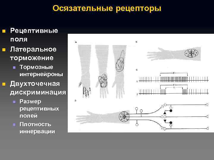 Осязательные рецепторы n n Рецептивные поля Латеральное торможение n n Тормозные интернейроны Двухточечная дискриминация