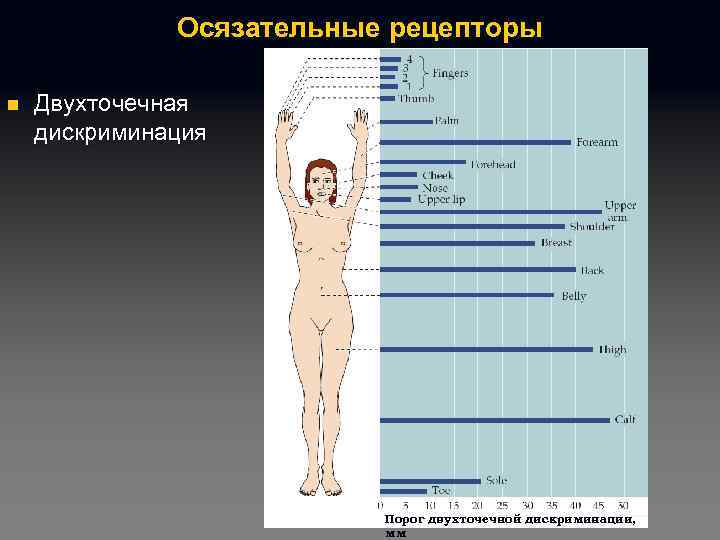 Осязательные рецепторы n Двухточечная дискриминация Порог двухточечной дискриминации, мм 