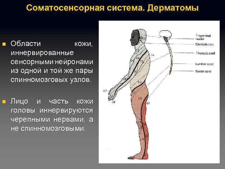 Соматосенсорная система. Дерматомы n Области кожи, иннервированные сенсорными нейронами из одной и той же