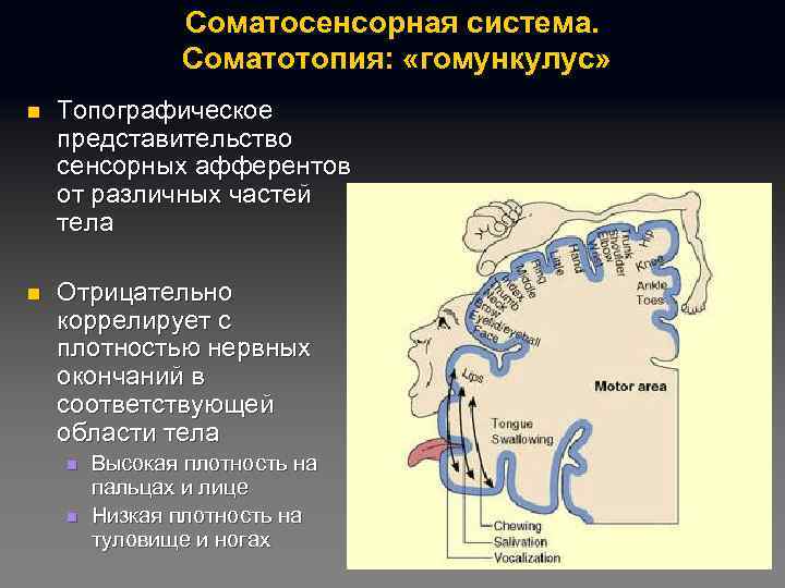 Соматосенсорная система. Соматотопия: «гомункулус» n Топографическое представительство сенсорных афферентов от различных частей тела n