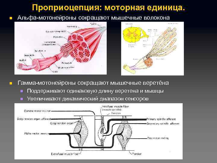 Двигательная моторная единица это