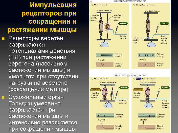 Импульсация рецепторов при сокращении и растяжении мышцы n n Рецепторы веретён разряжаются потенциалами действия