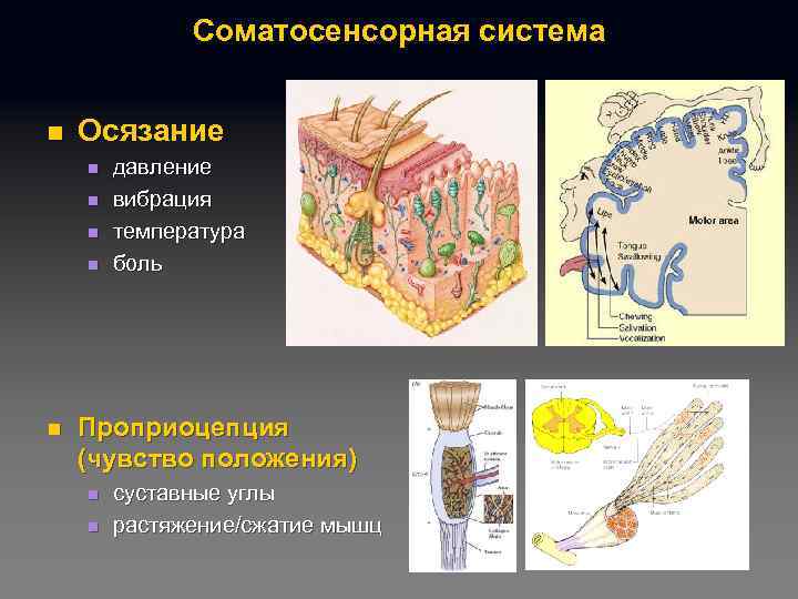 Соматосенсорная система n Осязание n n n давление вибрация температура боль Проприоцепция (чувство положения)