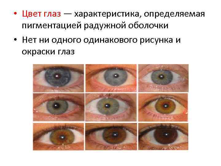 Цвет глаза зависит от пигмента